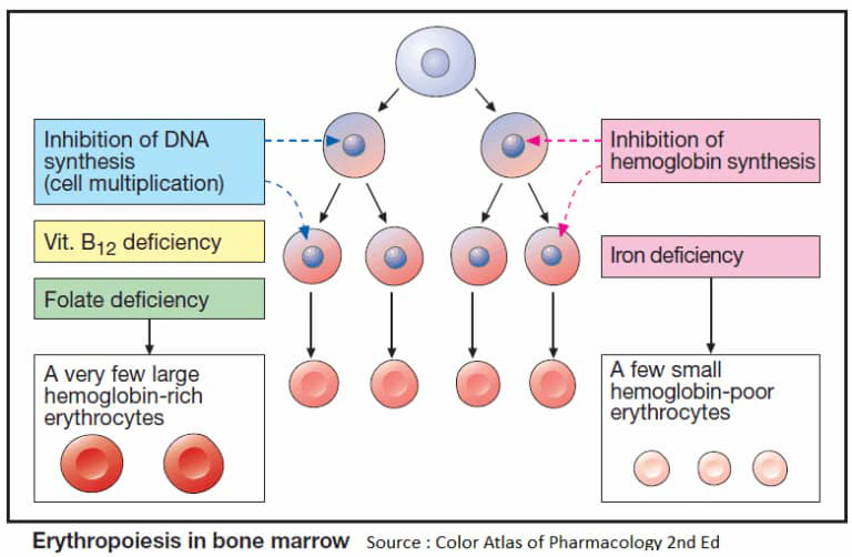 Iron Deficiency